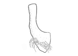  Fig 11,  Anthidium michenerorum  male, diagram showing ventral view of the seventh sternum (S7), diagram from Gonzalez and Griswold 2013 
